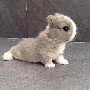 Meet your Posher, Britney